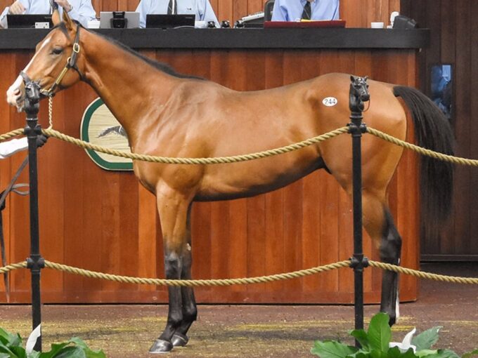 Maximus Mischief's $385,000 colt, hip No. 244 at the 2025 OBS April 2YO sale - Judit Seipert