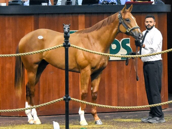 Vekoma's $750,000 colt, hip No. 787, at the 2025 OBS April 2YO sale - Judit Seipert