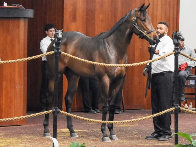 Yaupon's $525,000 filly, hip No. 181 at the 2025 OBS April 2YO sale - Judit Seipert