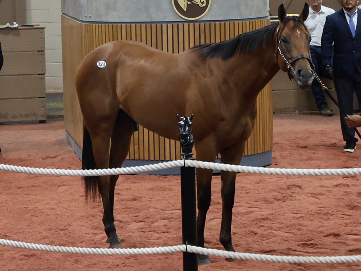 Into Mischief's $1 million colt, Hip 334, at the 2025 Fasig-Tipton 2 Year-Olds in Training Sale - photo by Z