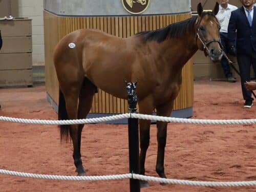 Into Mischief's $1 million colt, Hip 334, at the 2025 Fasig-Tipton 2 Year-Olds in Training Sale - photo by Z