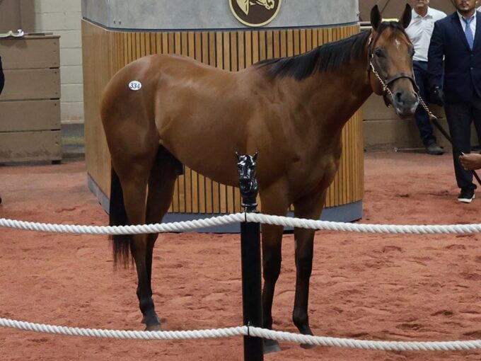Into Mischief's $1 million colt, Hip 334, at the 2025 Fasig-Tipton 2 Year-Olds in Training Sale - photo by Z