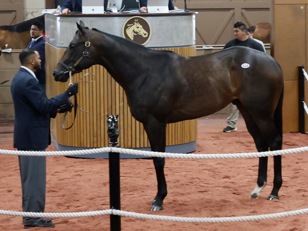 Yaupon's $700,000 colt, Hip 136, at the 2025 Fasig-Tipton 2 Year-Olds in Training Sale - photo by Z