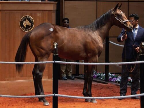 Cyberknife's $330,000 colt, hip 259, at the F-T July 2025 Yearling sale - Kendall Rucker