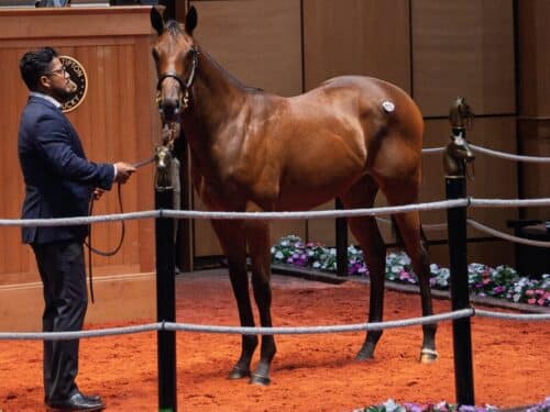 Jackie's Warrior's $310,000 filly, hip 85, at the F-T July 2025 Yearling sale - Kendall Rucker