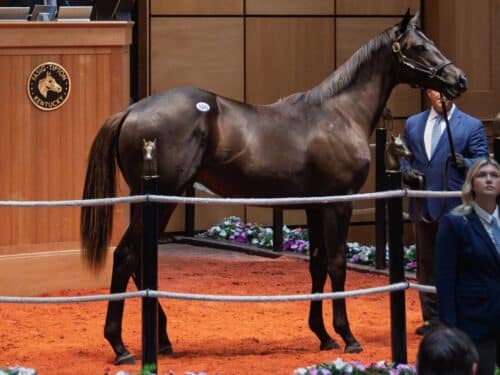 Rcok Your World's $180,000 colt, hip 106, at the F-T July 2025 Yearling sale - Kendall Rucker
