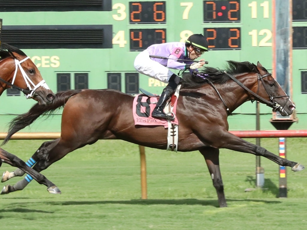 Beach Gold gets his first stakes win in the $250,000 Kentucky Downs Preview Mint Millions at Ellis Park - Coady media