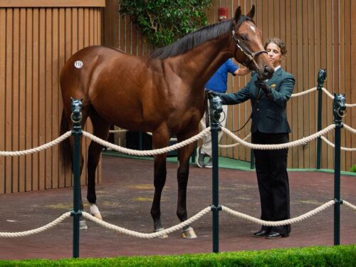 Cyberknife's $550,000 colt, hip 116, at the 2025 Keeneland September sale - Kendall Wucker