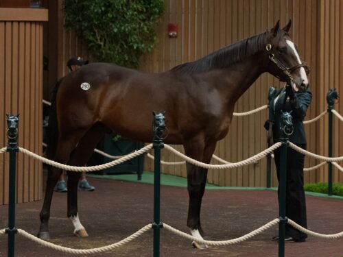 Into Mischief's $1.6 million colt, hip No. 293, at the 2025 Keeneland September sale - Kendall Wucker