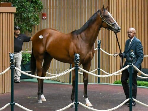 Into Mischief's Sept. 13 session-topping $2 million colt, hip No. 1197, at the Keeneland September sale - Judit Seipert