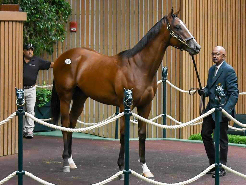Into Mischief's Sept. 13 session-topping $2 million colt, hip No. 1197, at the Keeneland September sale - Judit Seipert