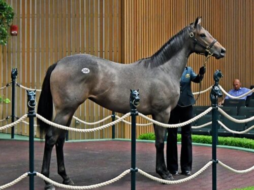 Vekoma's $850,000 strikes a regal pose in the Keeneland sales ring - Judit Seipert