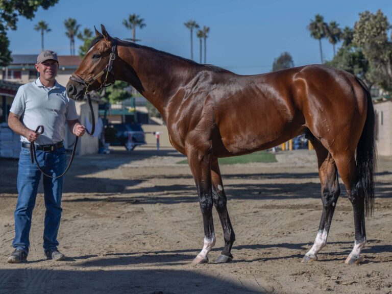 Chancer McPatrick | At the 2025 Breeders' Cup at Del Mar (3rd in Dirt Mile facing older horses) | Kendall Wucker photo