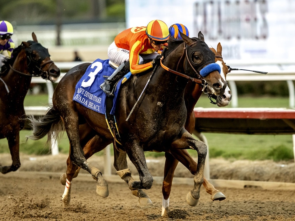 Nevada Beach and jockey Juan Hernandez, outside, win the battle to the wire with British Isles an Diego Herrera (inside) for victory in the Grade III $100,000 Native Diver Stakes Saturday, November 22, 2025 at Del Mar Thoroughbred Club, Del Mar, CA. Benoit Photo