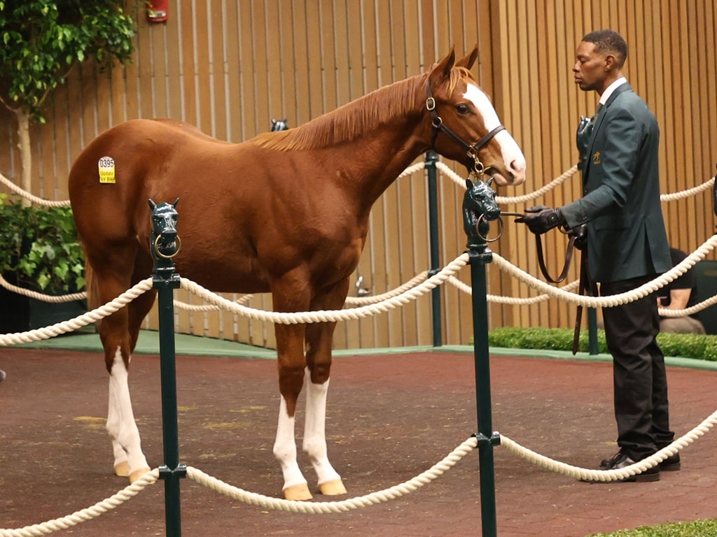 Arabian Lion's $235,000 weanling, hip 395, at the 2025 Keeneland Nov. sale - photo by Z