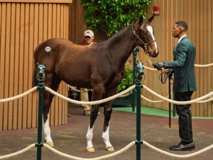 Forte's first $300,000 lot, hip 205, at the 2025 Keenealnd November sale