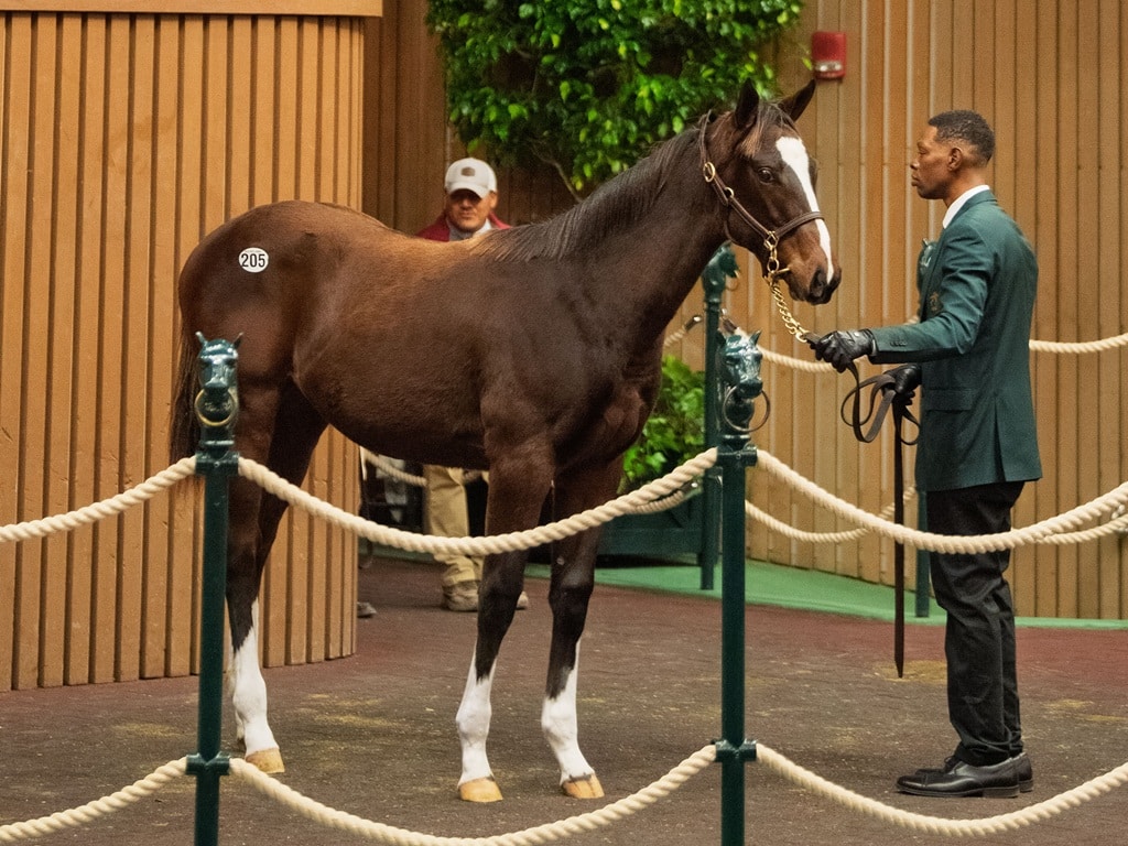 Forte's first $300,000 lot, hip 205, at the 2025 Keenealnd November sale