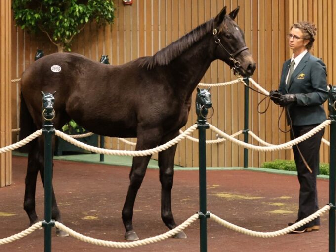 Taiba's $385,000 colt, hip 699, at the 2025 Keeneland November sale - photo by Z