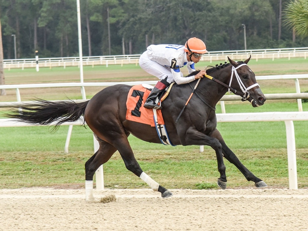 Solitude Dude glides to an easy victory in the Inaugural S. at Tampa Bay Downs - SV Photography