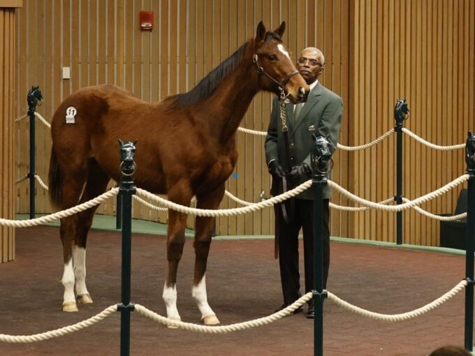 Forte's $285,000 colt, hip 11, at the 2026 Keeneland January sale - photo by Z
