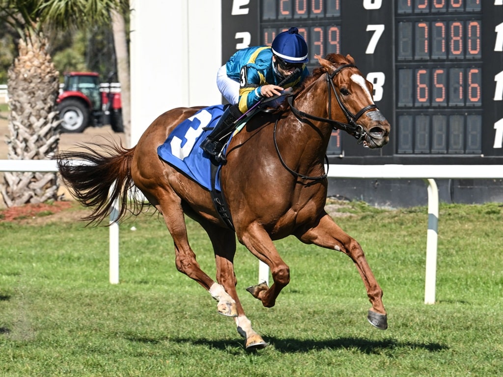 Creed's Gold kicks off her 2026 campaign with a win in the Lightning City S. at Tampa Bay Downs - SV photo