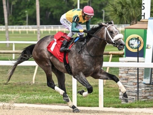 Maykomotion wins his stakes debut in the OBS Sales Sophomore S. at Tampa Bay Downs - SV photography