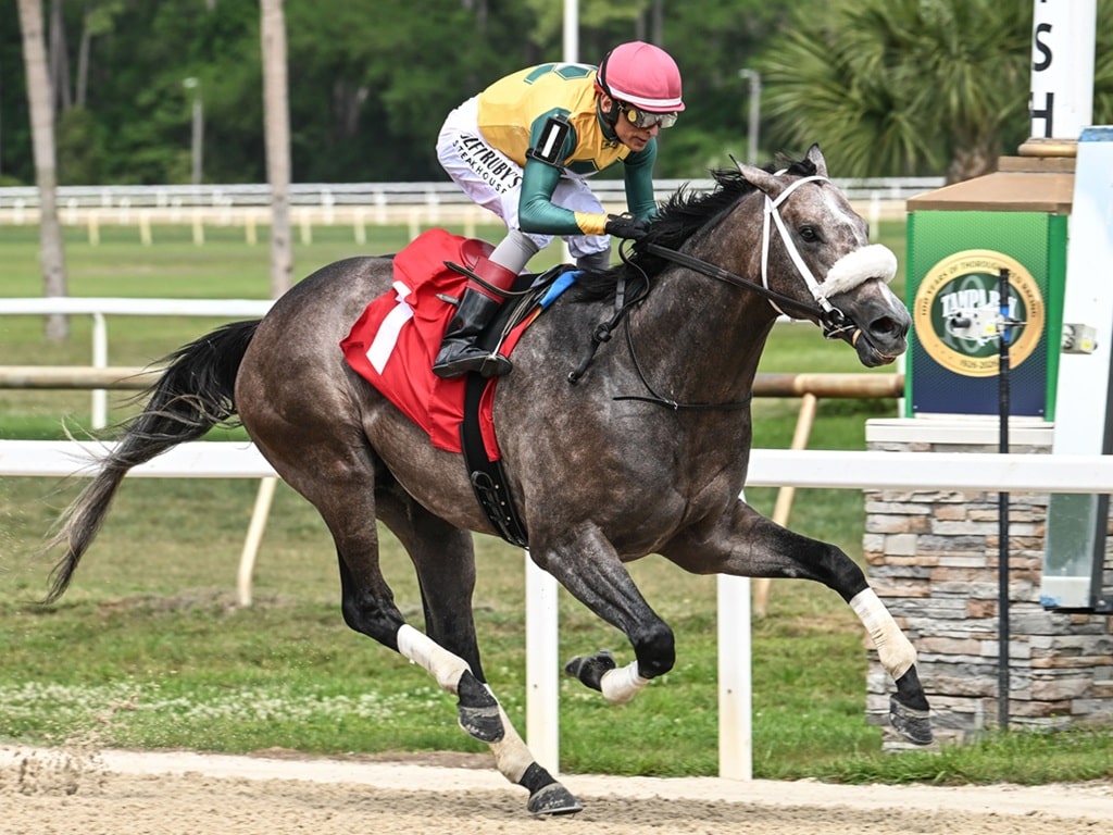 Maykomotion wins his stakes debut in the OBS Sales Sophomore S. at Tampa Bay Downs - SV photography