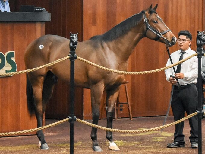 Into Mischief's $1.85 million session-topping colt at the 2026 OBS March sale - Judit Seipert