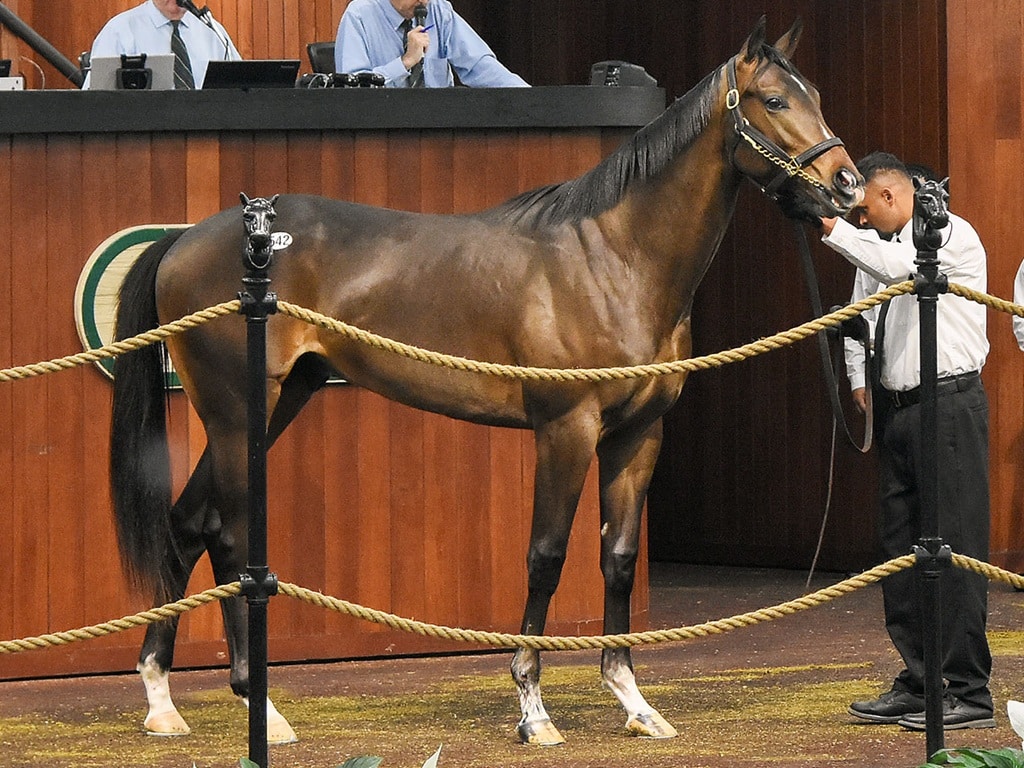 $600,000 Jackie's Warrior colt at the 2026 OBS March sale - Judit Seipert