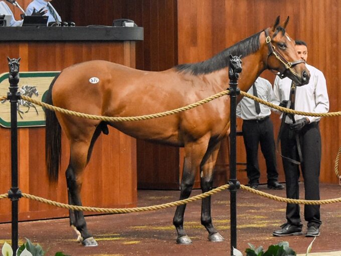 Yaupon's $1 million Thursday session topper at the 2026 OBS March 2yo sale - Judit Seipert