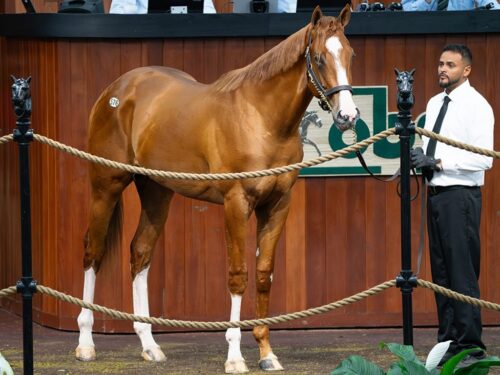 Cyberknife's $1.2 million colt, hip 576, at the 2026 OBS Spring 2yo sale - OBS photo