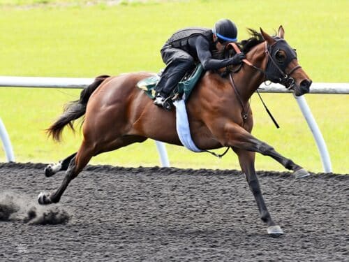 Jackie's Warrior filly, hip No. 570, posts a bullet furlong work at the 2026 OBS Spring 2yo sale - Judit Seipert
