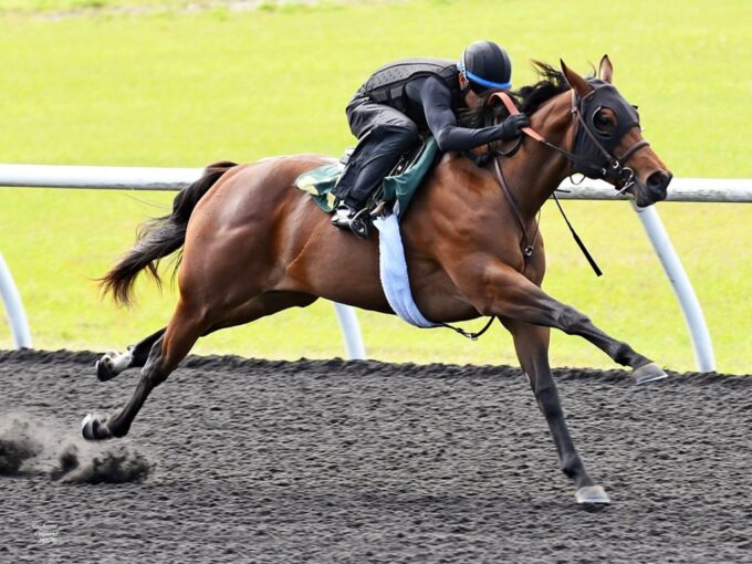 Jackie's Warrior filly, hip No. 570, posts a bullet furlong work at the 2026 OBS Spring 2yo sale - Judit Seipert