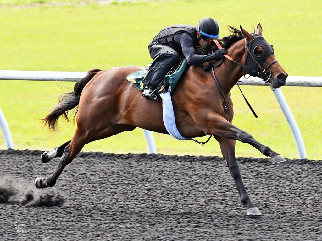 Jackie's Warrior filly, hip No. 570, posts a bullet furlong work at the 2026 OBS Spring 2yo sale - Judit Seipert