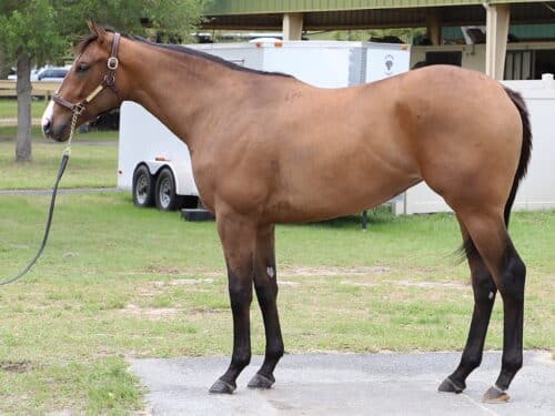 Omaha Beach's hip 74 sold for $900,000 at the 2026 OBS Spring 2yo sale - OBS photo