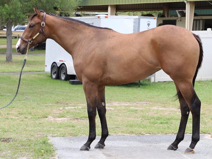 Omaha Beach's hip 74 sold for $900,000 at the 2026 OBS Spring 2yo sale - OBS photo
