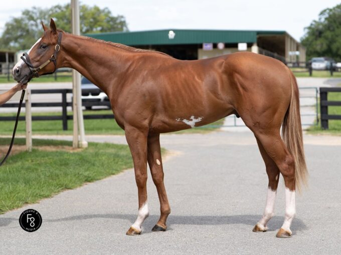 Cyberknife's hip No. 995 was the third-highest priced colt during Thursday's session of the OBS June sale - OBS photo