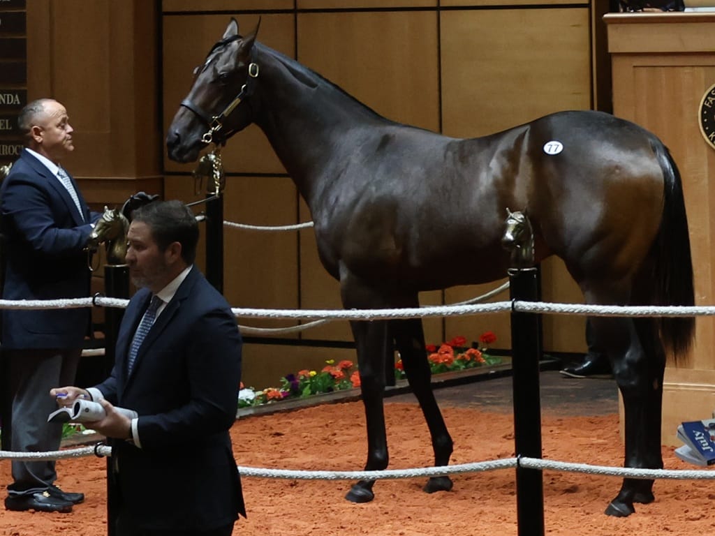 Arabian Lion's Hip 77 at the 2026 Fasig-Tipton July Sale of Selected Yearlings - photo by Z