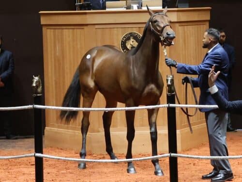 Forte's Hip 161 at the 2026 Fasig-Tipton July Sale of Selected Yearlings - photo by Z