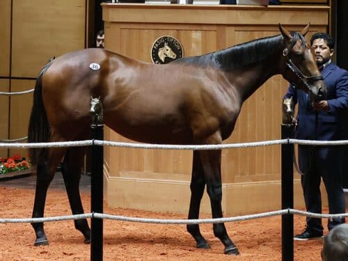 Taiba's Hip 36, at the 2026 Fasig-Tipton July Sale of Selected Yearlings -photo by Z