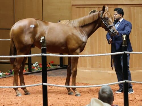 Vekoma's sale-topping colt, Hip 135, at the 2026 Fasig-Tipton July Sale - photo by Z