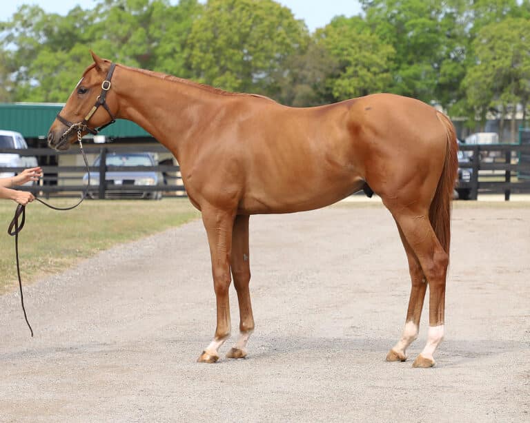 Further Ado as a 2 year old at the 2025 OBS April Sale | OBS