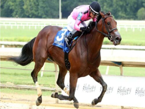 Cyber Spy, the first stakes winner for freshman sire Cyberknife - Coady Media