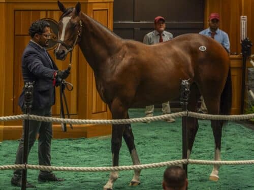Forte's $700,000 filly in the auction ring at the F-T Saratoga Yearling sale - Kendall Wucker