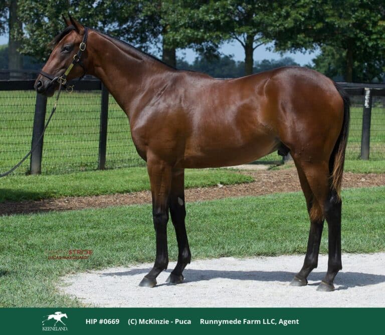 Yearling Conformation of Baeza before selling at 2023 KeeSept for $1,200,000
